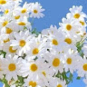 Meet your Posher, Kenzie